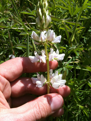 Lupinus microcarpus