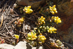 Sedum obtusatum