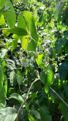 Cordia sulcata