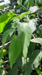 Cordia sulcata