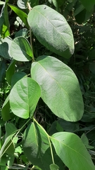 Cordia sulcata
