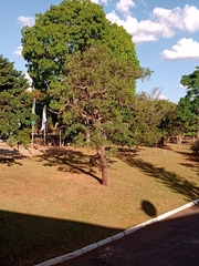 Dalbergia miscolobium