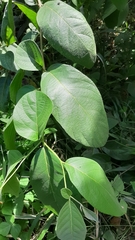 Cordia sulcata