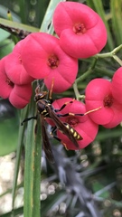 Polistes weyrauchorum