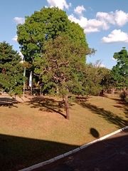 Dalbergia miscolobium