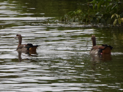 Alopochen aegyptiaca