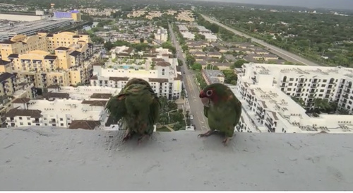 Mitred Parakeet, SW 72nd Ave, Miami, FL, US, photo 10 of 10