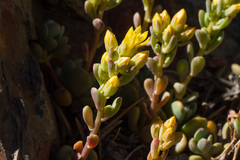 Sedum obtusatum