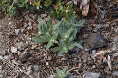 Plagiobothrys hispidus