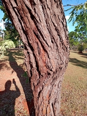 Dalbergia miscolobium