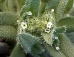 Plagiobothrys hispidus