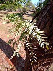 Dalbergia miscolobium