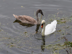 Cygnus olor
