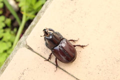 Dynastinae