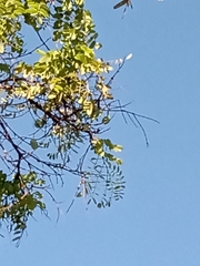 Dalbergia miscolobium