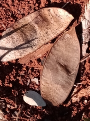 Dalbergia miscolobium