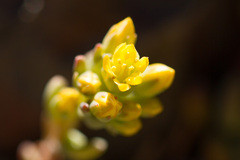 Sedum obtusatum