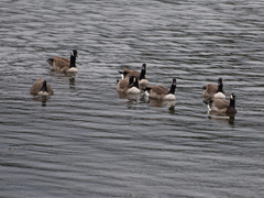 Branta canadensis
