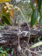 Catasetum ochraceum