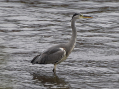 Ardea cinerea