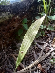 Catasetum ochraceum