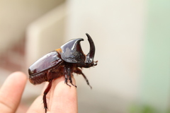 Dynastinae