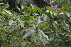 Solanum saponaceum