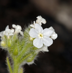 Plagiobothrys hispidus