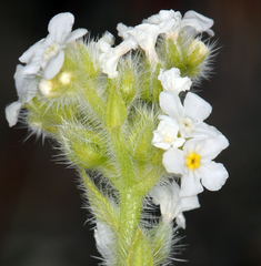 Plagiobothrys hispidus