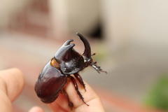 Dynastinae