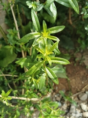Magnoliopsida