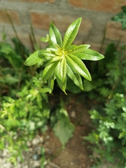 Magnoliopsida