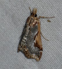 Loxostege albiceralis