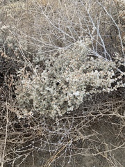 Eriogonum niveum