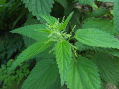 Urtica dioica