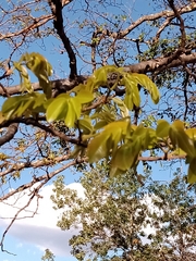 Copaifera langsdorffii