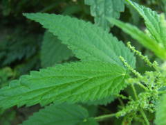 Urtica dioica