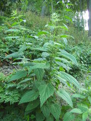 Urtica dioica