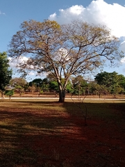 Copaifera langsdorffii