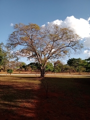 Copaifera langsdorffii