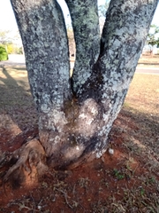 Copaifera langsdorffii