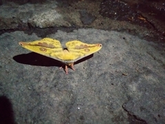 Copaxa lavenderohidalgensis