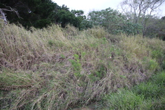 Echinochloa pyramidalis
