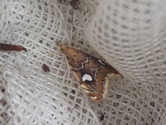 Glaucocharis leucoxantha