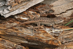 Sceloporus cowlesi