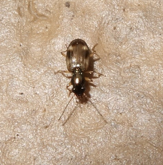 Bembidion articulatum