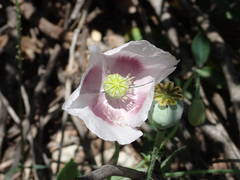 Papaver somniferum setigerum
