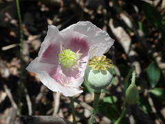 Papaver somniferum setigerum