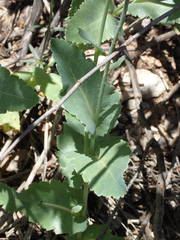Papaver somniferum setigerum