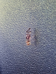 Pentacladus eucalypti